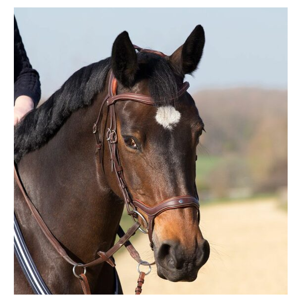Antar�s Precision Y Bridle