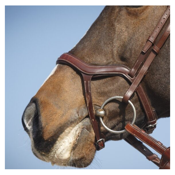 Antar�s Precision Y Bridle