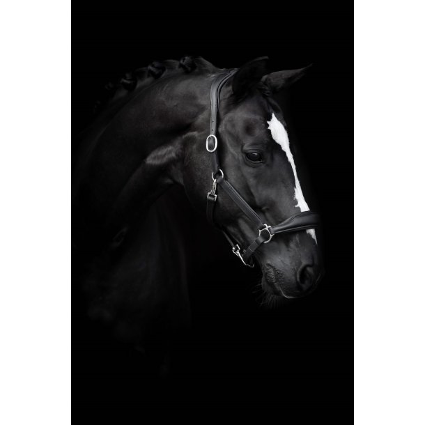 Kallquist Lippo Basic Grooming L�dergrime