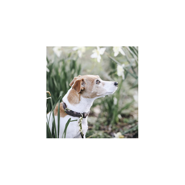 Kentucky Dog Collar Velvet Leather hundehalsb�nd