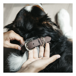 Kentucky Dog Collar Velvet Leather hundehalsb�nd