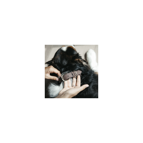 Kentucky Dog Collar Velvet Leather hundehalsb�nd