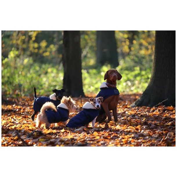 Kentucky Dog Coat original Hunded�kken