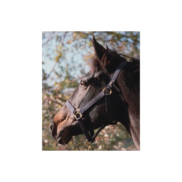 Euroriding Nylon Grime