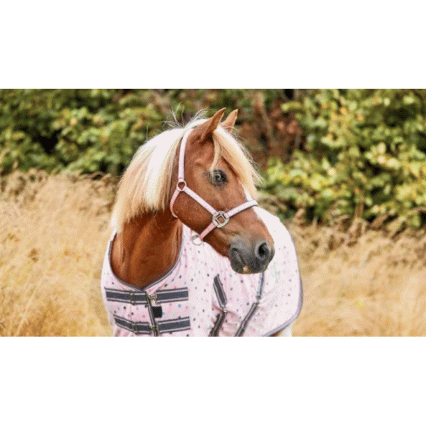 HG Dot Orchid Pink grime