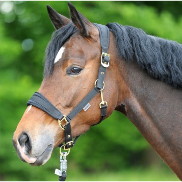 Kavalkade Memory nylon grime