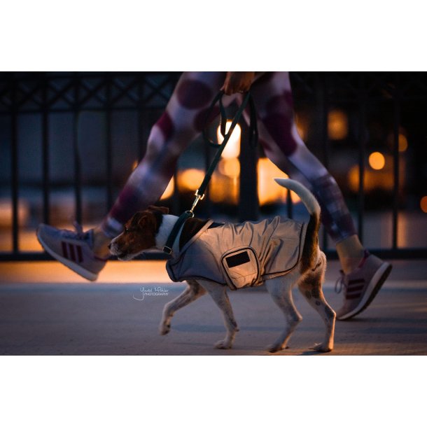 Kentucky Dog Coat Reflective & Water Repellent