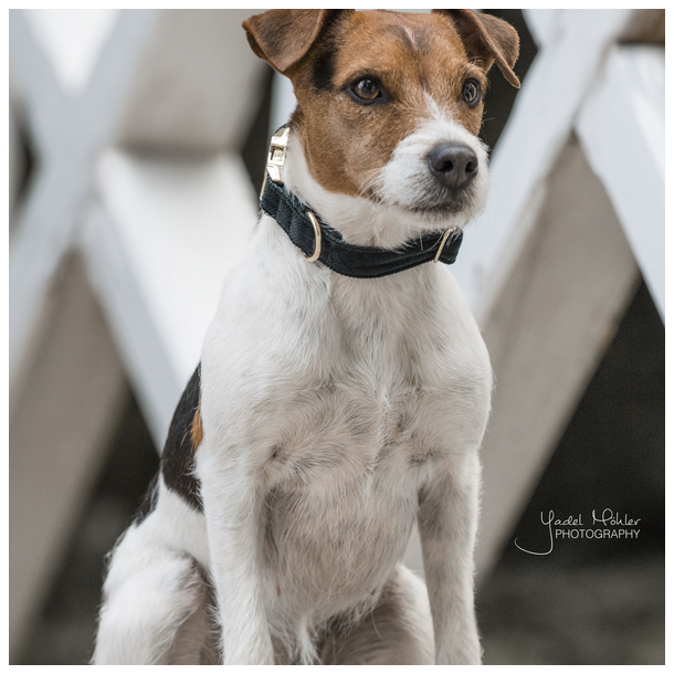 Kentucky Dog Collar Corduroy - hundehalsb�nd babyfl�jl