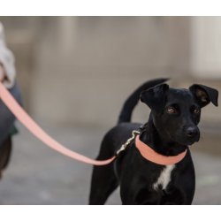 Kentucky Dog collar Jacquard hundehalsb�nd