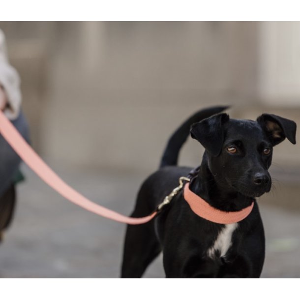 Kentucky Dog collar Jacquard hundehalsb�nd