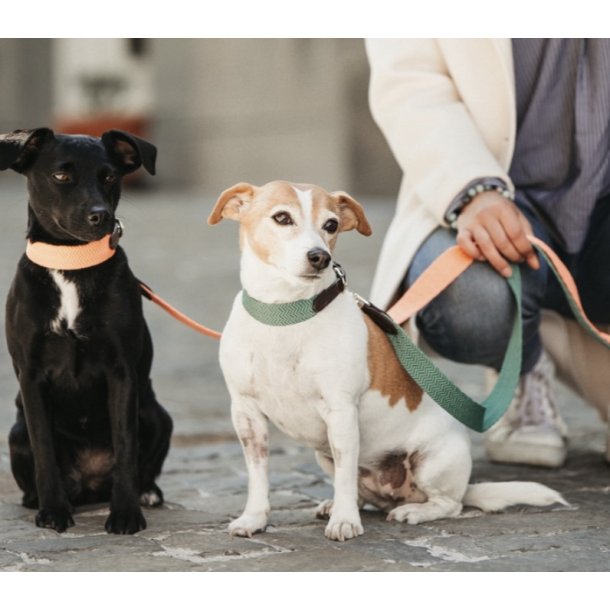 Kentucky Dog collar Jacquard hundehalsb�nd