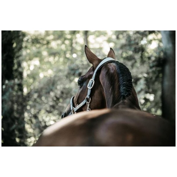 Kentucky Anatomic Suede grime