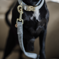 Kentucky Dog Lead Wool hundesnor