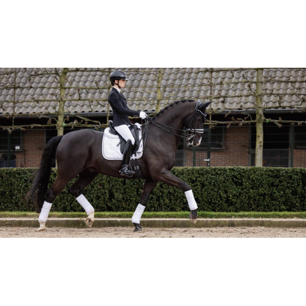 Lemieux Crystal Suede Pro Sport sadelunderlag