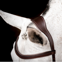 HW Micklem 2 Competition bridle anatomisk trense