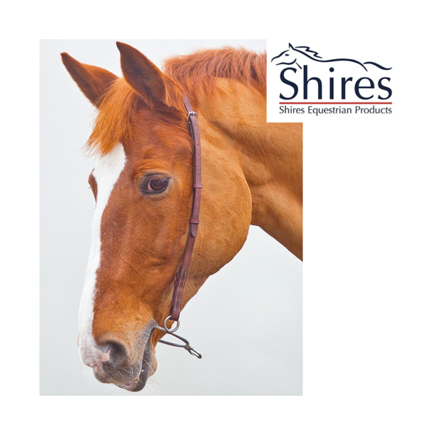 Shires Blenheim Chifney strap- strop til hingstebid