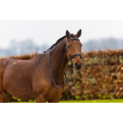 Trust Amsterdam anatomisk trense kombineret n�seb�nd