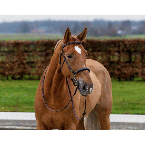 Trust Hickstead hackamore trense